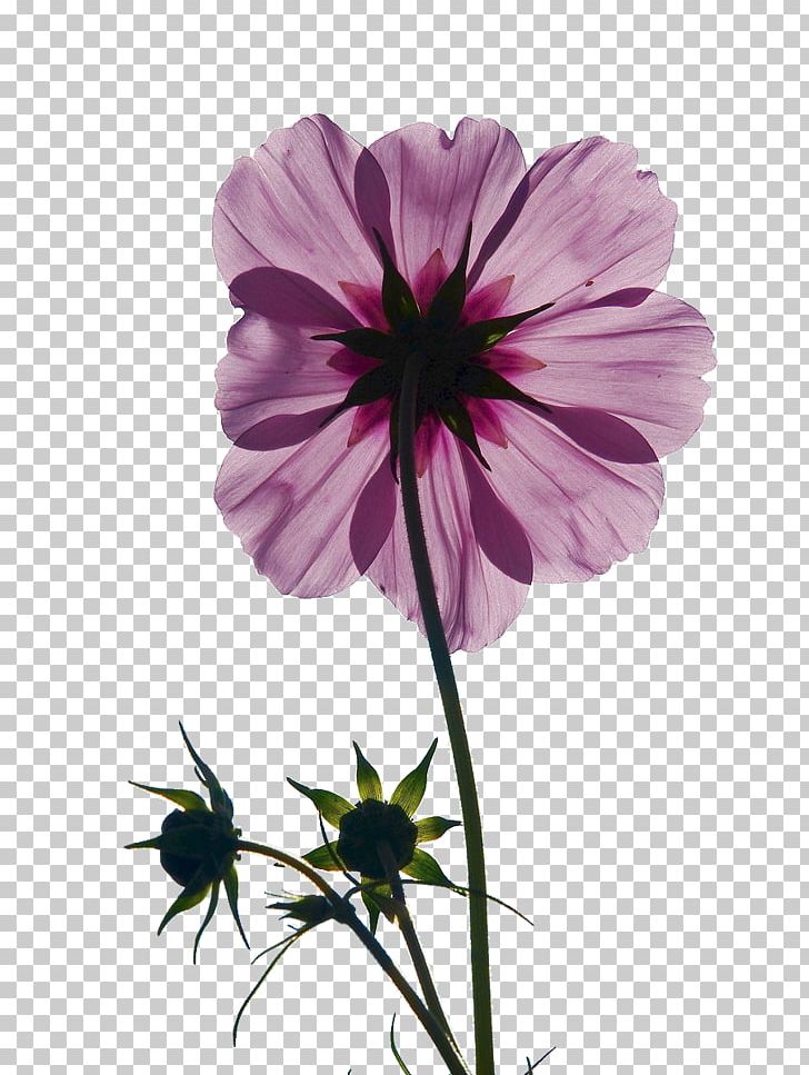 Cosmos Bipinnatus Pink Flowers Bud Stock.xchng PNG, Clipart, Backlight, Blossom, Bud, Cosmos, Dahlia Free PNG Download