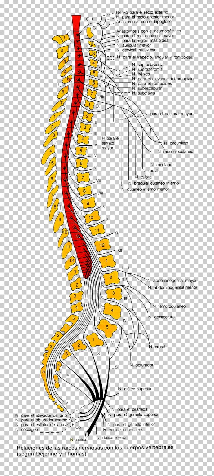 Vertebrate Nerve Vertebral Column Anatomy PNG, Clipart, Ana, Angle, Area, Art, Atlas Free PNG Download
