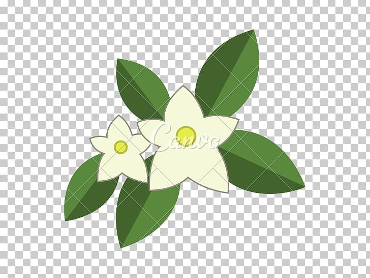 Arabian Jasmine Computer Icons Flower PNG, Clipart, Arabian Jasmine, Computer Icons, Drawing, Flora, Flower Free PNG Download