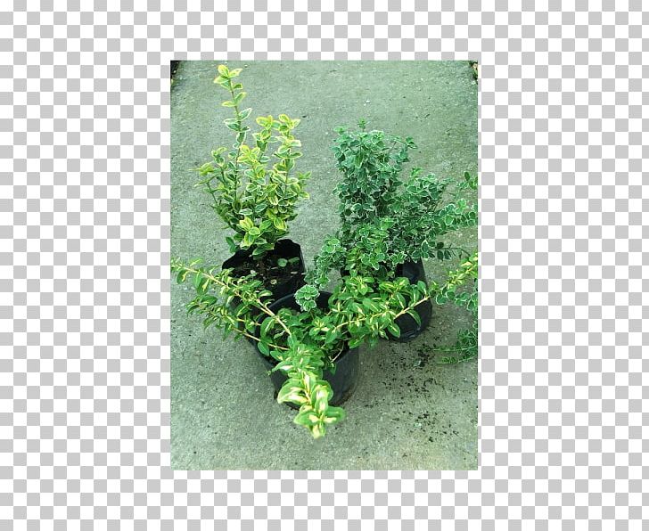 Herb Flowerpot Shrub PNG, Clipart, Euonymus, Flowerpot, Grass, Herb, Others Free PNG Download