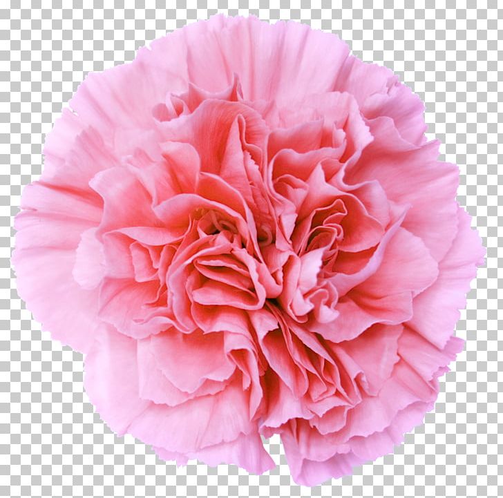 Pink Flowers Carnation Desktop PNG, Clipart, Blue, Botanical Illustration, Carnation, Clip Art, Colombian Free PNG Download