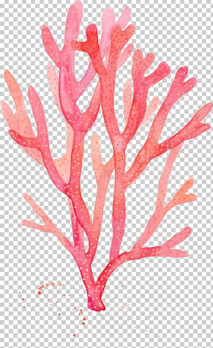 Red Coral Watercolor Painting Drawing Algae PNG, Clipart, Alcyonacea, Algae, Aquarelle, Aquarium Decor, Art Free PNG Download