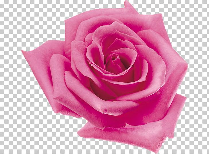 Beach Rose Tencent QQ Flower Garden Roses Petal PNG, Clipart, Beach Rose, Closeup, Cut Flowers, Floribunda, Flower Free PNG Download