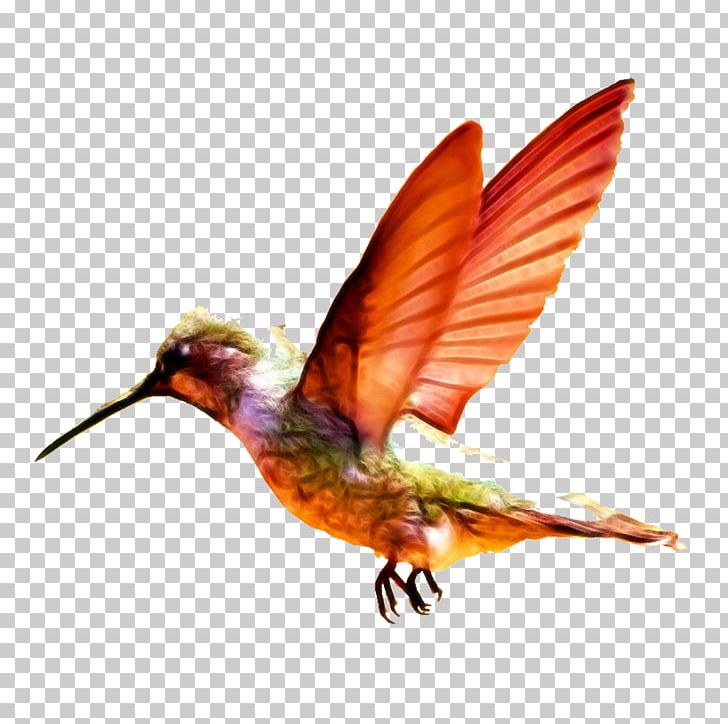 Charming Hummingbird Baby Transport Infant PNG, Clipart, Aliexpress, Animal, Bird, Bird Cage, Birdie Free PNG Download