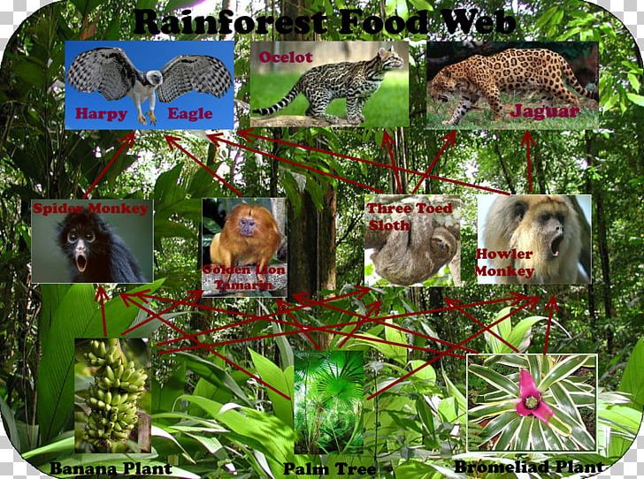 tropical rainforest biome food pyramid