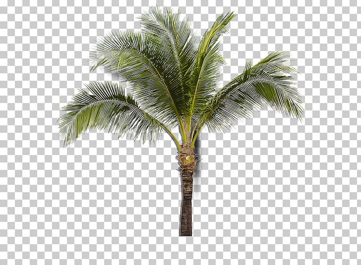 Asian Palmyra Palm Coconut Babassu Sabal Palm Arecaceae PNG, Clipart, Arecaceae, Arecales, Asian Palmyra Palm, Attalea, Attalea Speciosa Free PNG Download