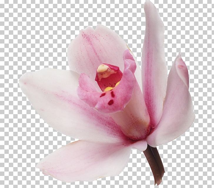 Orchids Flower Bouquet Petal PNG, Clipart, Blossom, Boat Orchid, Cicek, Cicek Resimleri, Dendrobium Free PNG Download