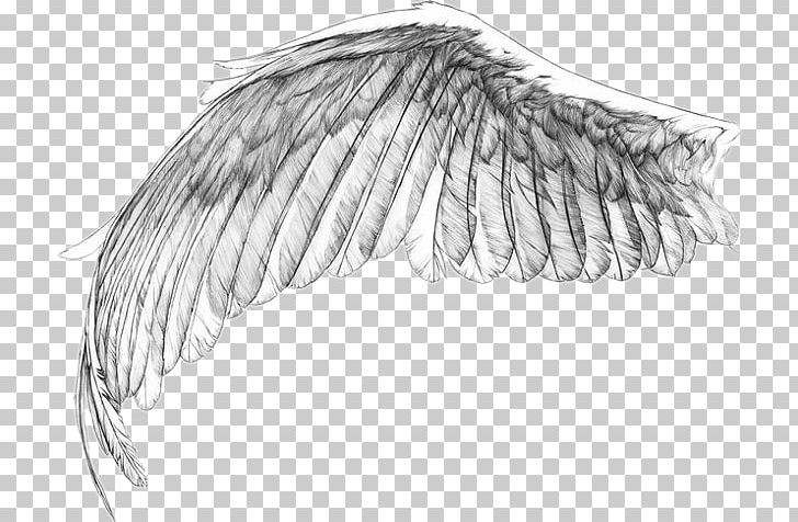 Wings Tattoos Png Image  Dark Angel Wings Drawing Transparent PNG   1280x425  Free Download on NicePNG