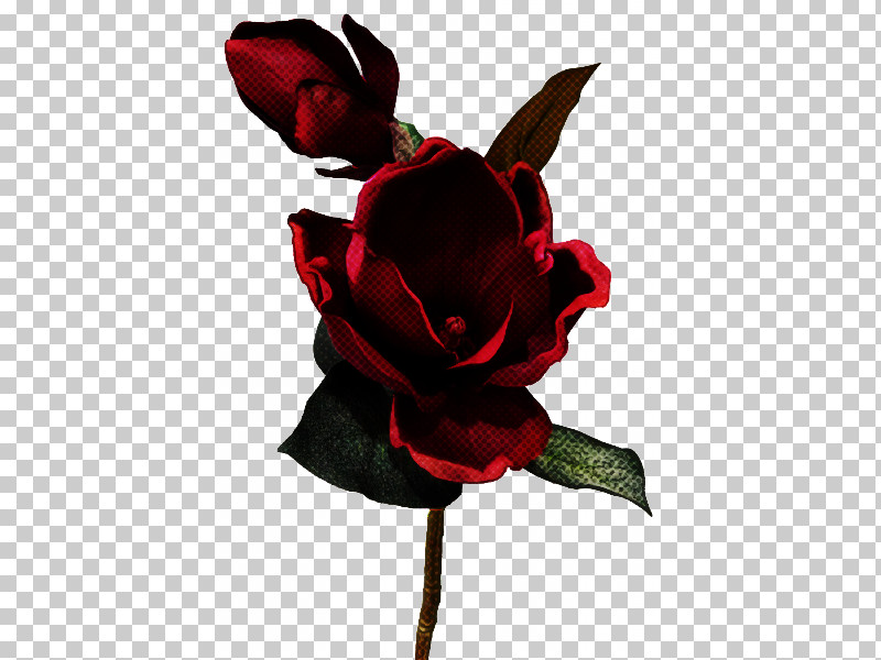 Garden Roses PNG, Clipart, Black, Carmine, Cut Flowers, Flower, Garden Roses Free PNG Download