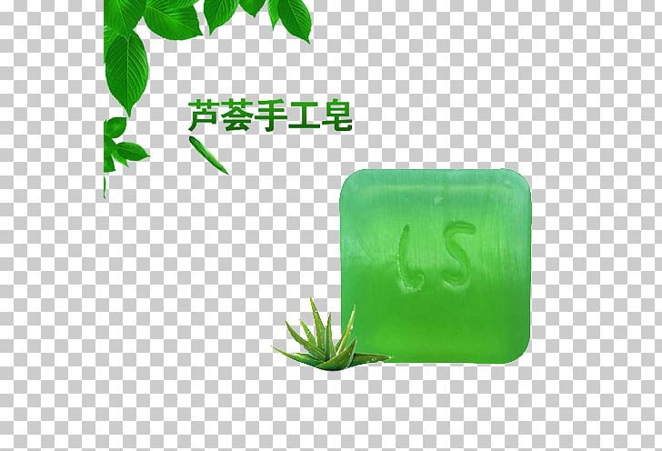 Aloe Vera Plant PNG, Clipart, Aloe, Aloe Vera, Aloe Vera Gel, Aloe Vera Pulp 12 0 1, Clean Free PNG Download