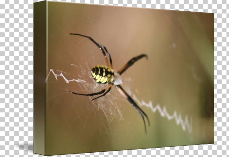 Angulate Orbweavers Spider Insect Golden Silk Orb-weaver Pest PNG, Clipart, Angulate Orbweavers, Arachnid, Araneus, Arthropod, Golden Silk Orbweaver Free PNG Download