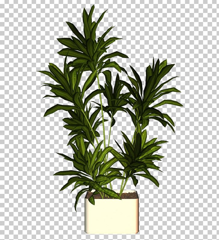 Arecaceae Houseplant Flowerpot PNG, Clipart, Arecaceae, Arecales, Evergreen, Flowerpot, Food Drinks Free PNG Download