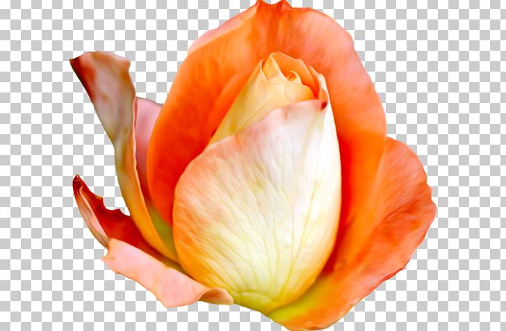 Flower Garden Roses Petal PNG, Clipart, Beach Rose, Bud, Closeup, Email, Flower Free PNG Download