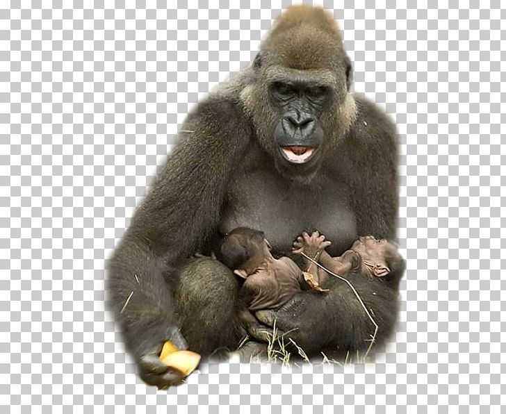 Gorilla Primate Ape Monkey Animal PNG, Clipart, Animal, Animals, Ape, Elephant, Fur Free PNG Download