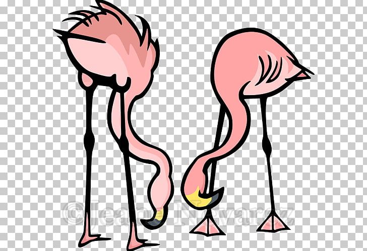 Greater Flamingo Photography PNG, Clipart, Artwork, Beak, Bird, Can Stock Photo, Download Free PNG Download