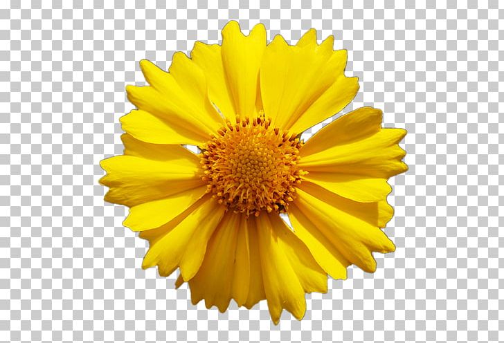 Common Daisy Common Sunflower Yellow Transvaal Daisy PNG, Clipart, Calendula, Chrysanthemum Coronarium, Chrysanths, Color, Common Daisy Free PNG Download