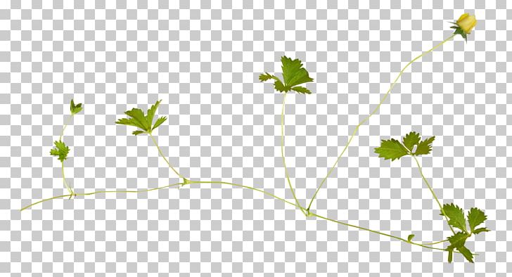 Leaf Green PNG, Clipart, Branch, Computer Icons, Download, Flora, Flower Free PNG Download