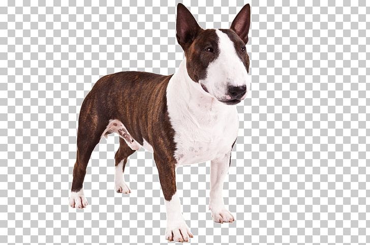 Bull Terrier (Miniature) Staffordshire Bull Terrier American Pit Bull Terrier PNG, Clipart, American Kennel Club, American Staffordshire Terrier, Animals, Breed, Brindle Free PNG Download