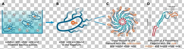 Flagellin Graphic Design Hay Bacillus Flagellum PNG, Clipart, Art, Bacillus, Brand, Flagellin, Flagellum Free PNG Download