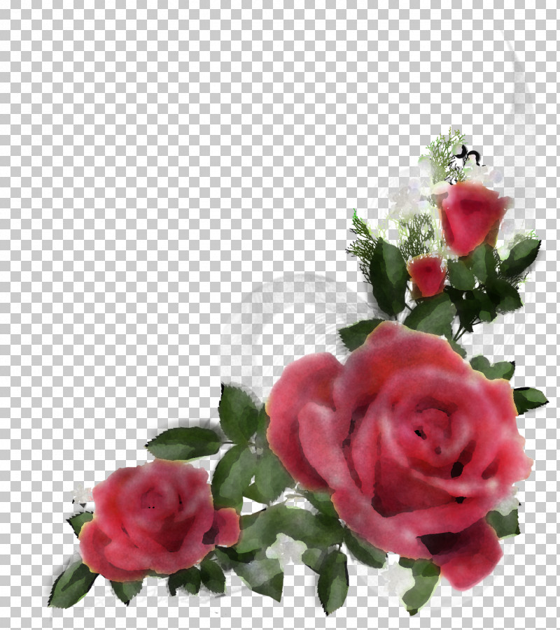 Garden Roses PNG, Clipart, Cut Flowers, Floribunda, Flower, Garden Roses, Petal Free PNG Download