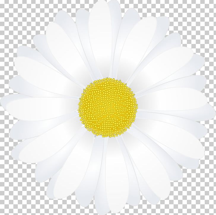 Common Daisy Oxeye Daisy Chrysanthemum Transvaal Daisy PNG, Clipart, Chamomile Pictures, Chrysanthemum, Chrysanths, Closeup, Common Daisy Free PNG Download