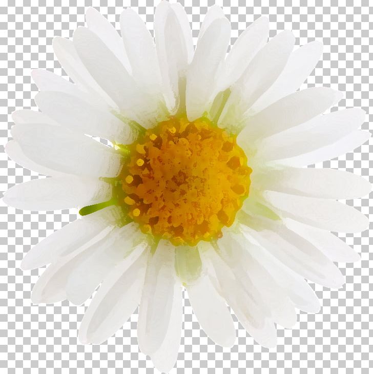 Yellow Flower Petal White PNG, Clipart, Annual Plant, Aster, Black And White, Chamaemelum Nobile, Chrysanthemum Free PNG Download