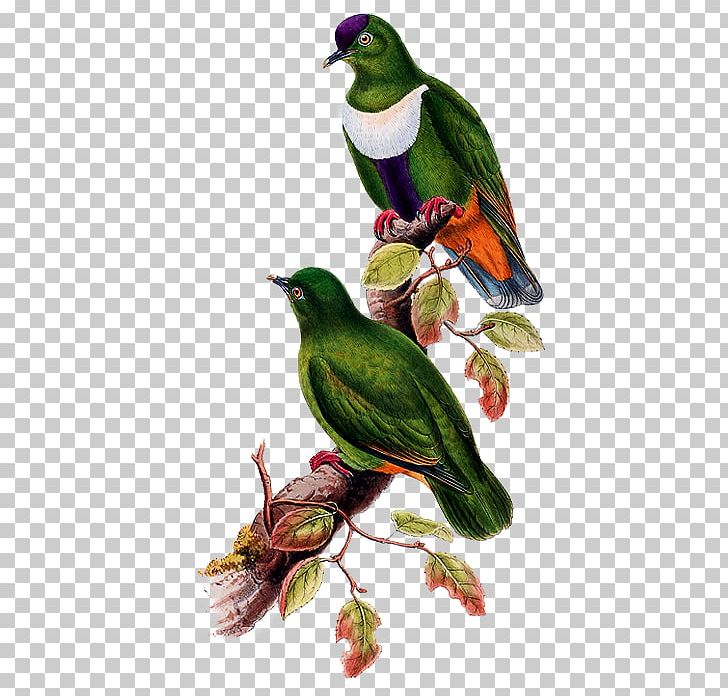 Bird White-bibbed Fruit Dove PNG, Clipart, Animal, Animals, Beak, Bird, Bird Cage Free PNG Download