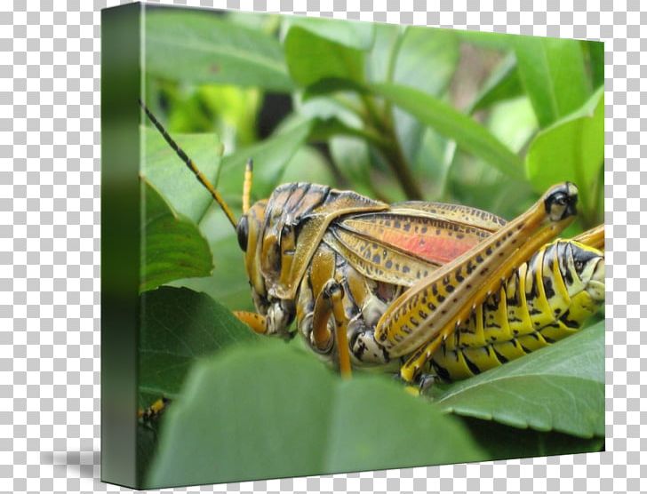 Locust Grasshopper Kind Art Florida PNG, Clipart, Art, Arthropod, Butterfly, Canvas, Cricket Like Insect Free PNG Download