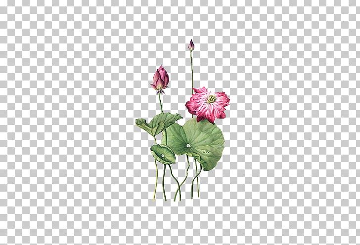 Nelumbo Nucifera Gongbi Chinoiserie PNG, Clipart, Annual Plant, Artificial Flower, Flora, Flower, Flower Arranging Free PNG Download