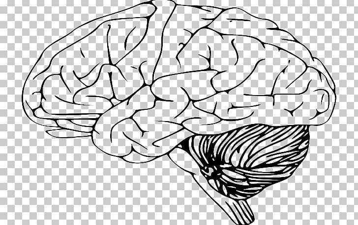 Outline Of The Human Brain Drawing PNG, Clipart, Artwork, Black And White, Brain, Drawing, Flower Free PNG Download