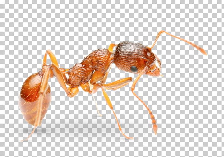 Pharaoh Ant Pest Control Solenopsis Molesta PNG, Clipart, Ant, Ant Colony, Arthropod, Carpenter Ant, Fire Ant Free PNG Download