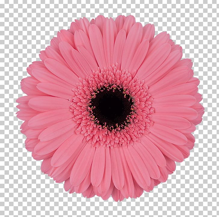 Transvaal Daisy Pink Flowers Intenzz Cut Flowers PNG, Clipart, Carnation, Chrysanthemum, Cut Flowers, Daisy Family, Floristry Free PNG Download