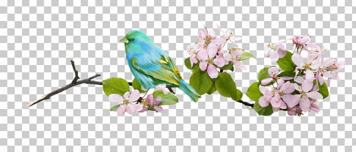 Bird Flower Branch PNG, Clipart, Animal, Animals, Beak, Bird Cage, Branches Free PNG Download