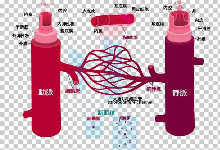 Blood Vessel Circulatory System Human Body Anatomy PNG, Clipart, Anatomy, Artery, Blood, Blood Vessel, Bottle Free PNG Download