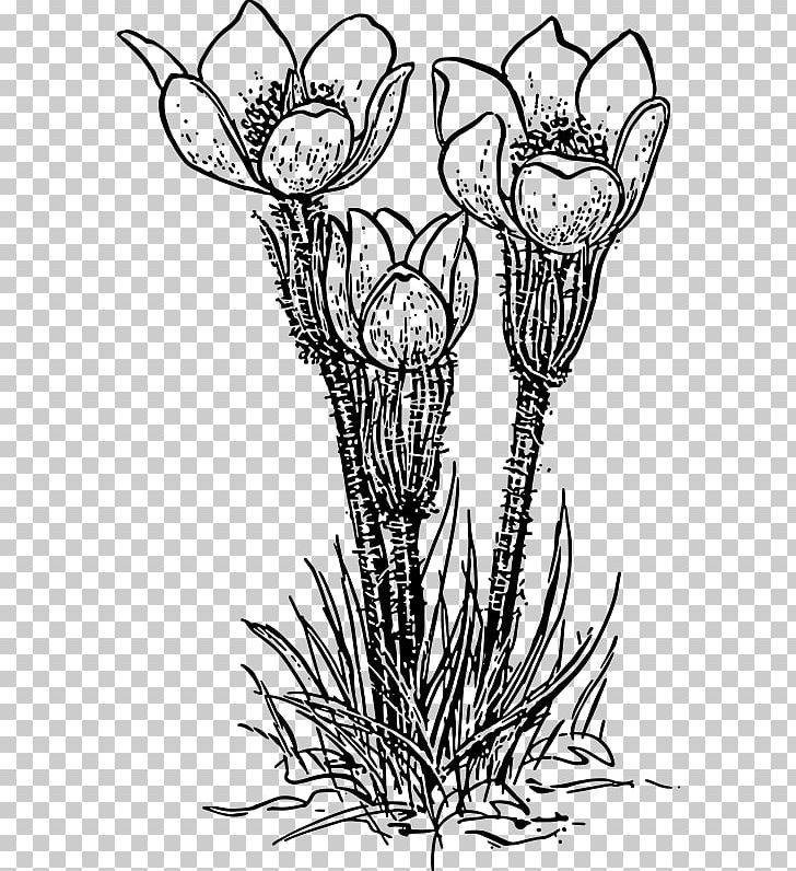 Flower Crocus Vernus PNG, Clipart, Art, Artwork, Black And White, Branch, Crocus Free PNG Download