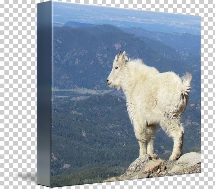 Mountain Goat Wildlife Sky Plc PNG, Clipart, Animal, Animals, Cow Goat Family, Fauna, Goat Free PNG Download