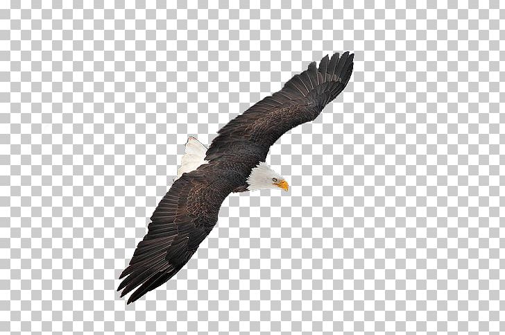 Bald Eagle Hawk Buzzard Illustration PNG, Clipart, Accipitriformes, Animal, Animals, Bald Eagle, Beak Free PNG Download