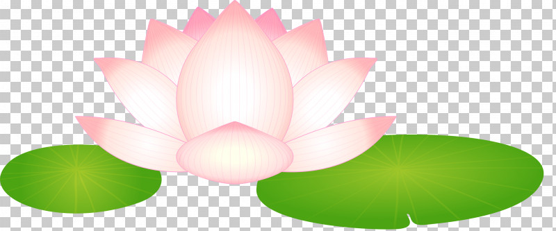 Lotus Flower PNG, Clipart, Aquatic Plant, Flower, Green, Leaf, Lotus Free PNG Download