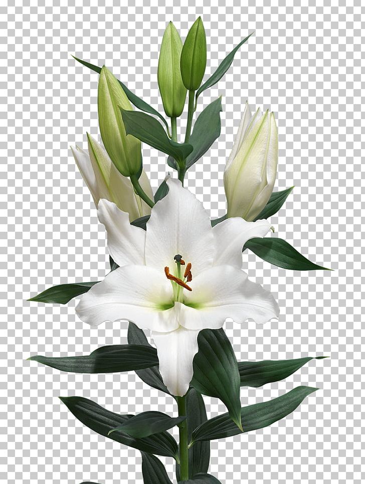 Cut Flowers Bulb Madonna Lily Royal Van Zanten PNG, Clipart, Bud, Bulb, Cut Flowers, Floral Design, Floristry Free PNG Download