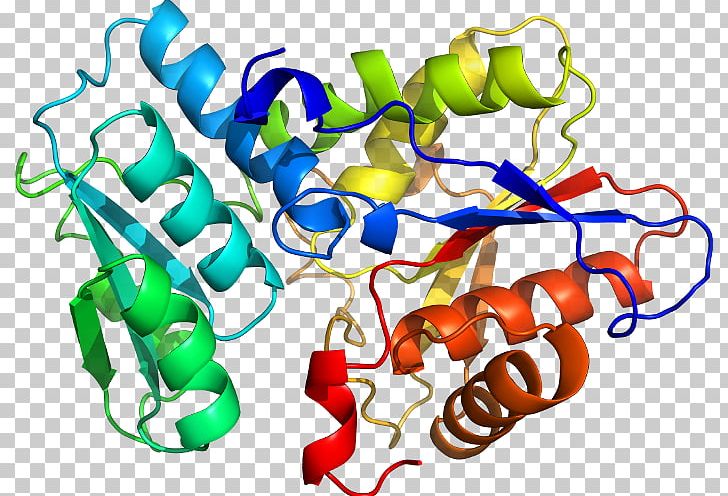 Enzyme Tryptophan Synthase Urease Protein Subunit Pyridoxal Phosphate PNG, Clipart, Area, Artwork, B 2, Bhs, D 2 Free PNG Download