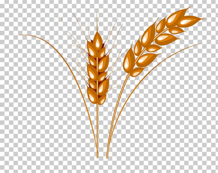 Wheat Caryopsis Cattle PNG, Clipart, Caryopsis, Cattle, Commodity, Free, Grass Family Free PNG Download