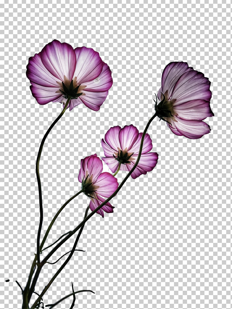 Flower Bouquet PNG, Clipart, Danksagung, Drawing, Flower, Flower Bouquet, Geranium M Free PNG Download