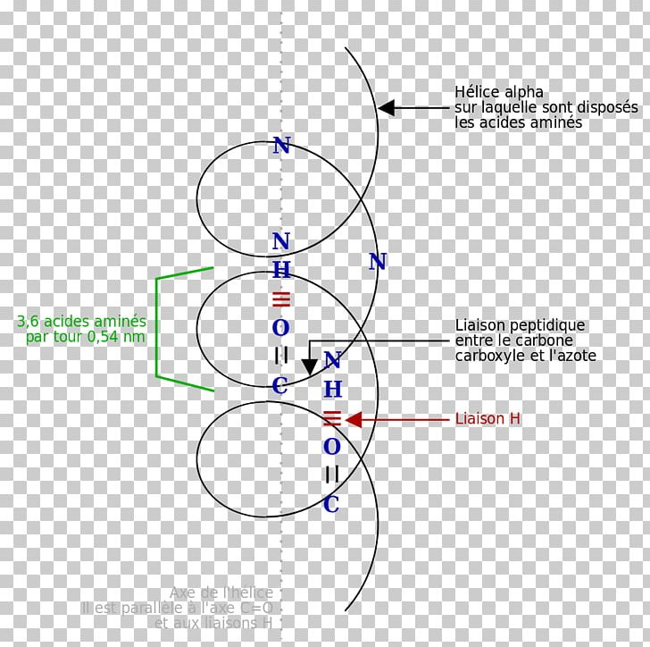 Alpha Helix Angle Beta Sheet Protein PNG, Clipart, Alpha Helix, Angle, Area, Beta Sheet, Circle Free PNG Download