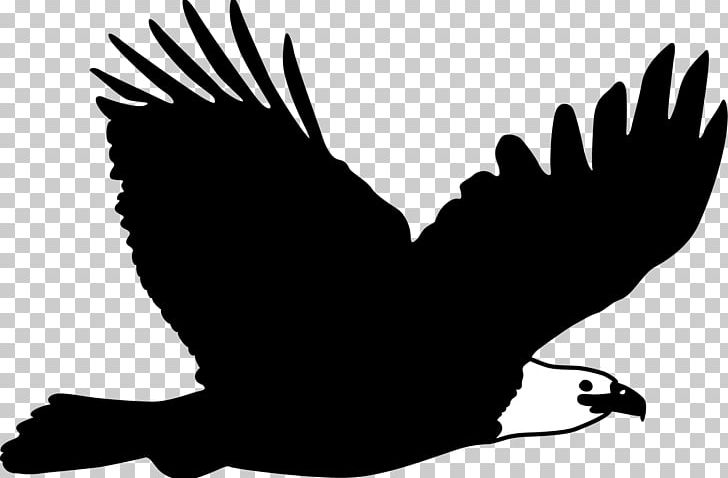 Bald Eagle Flight Bird PNG, Clipart, Animals, Beak, Bird Of Prey, Black And White, Drawing Free PNG Download