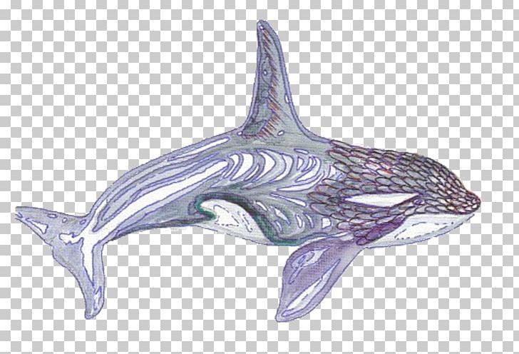 Common Bottlenose Dolphin Tucuxi Whale PNG, Clipart, Animal, Animals, Black, Black Border, Black Hair Free PNG Download
