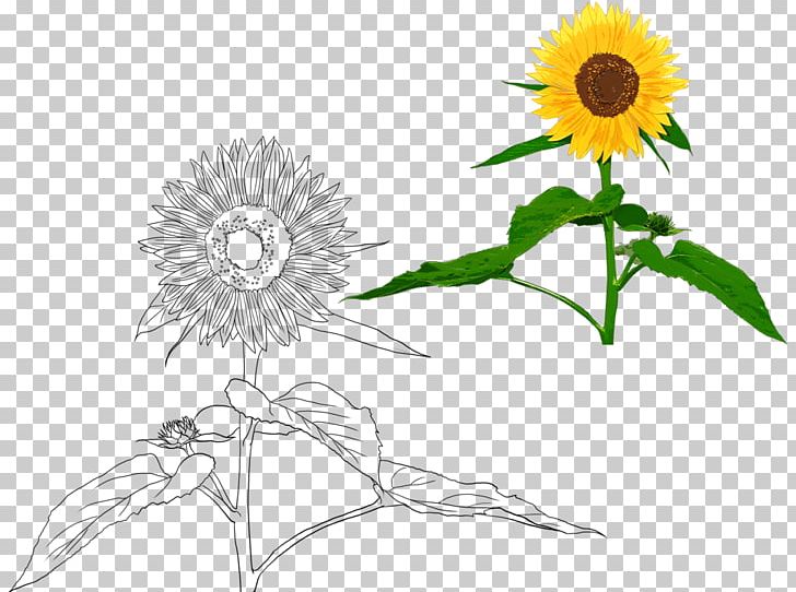 Common Sunflower Sunflower Seed Cut Flowers PNG, Clipart, Black And White, Daisy Family, Flower, Flower Arranging, Flowers Free PNG Download