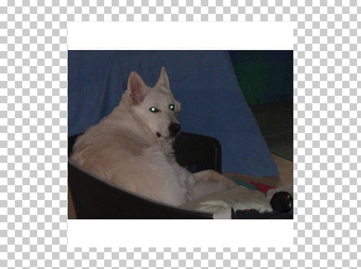 Dog Breed Siberian Husky Saarloos Wolfdog Norwegian Buhund Kishu PNG, Clipart, Animals, Appenzeller Sennenhund, Breed, Breed Group Dog, Carnivoran Free PNG Download