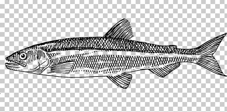 Drawing Graphics Fish PNG, Clipart, Anchovy, Art, Automotive Design, Black And White, Desktop Wallpaper Free PNG Download