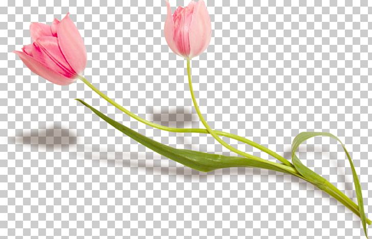 Flower Lady Tulip Petal Plant Stem PNG, Clipart, Bud, Flower, Flowering Plant, Gold, Lale Free PNG Download