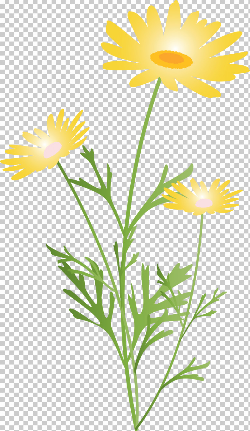 Marguerite Flower Spring Flower PNG, Clipart, Camomile, Chamomile, Daisy, Daisy Family, English Marigold Free PNG Download